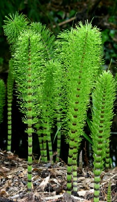 Horsetail or Equisetum